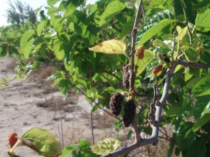 Berries planted along runway