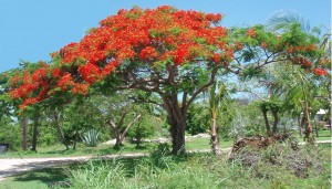 Royal Poinciana Tree with bright orange flowers 