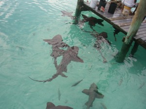 sharks around dock