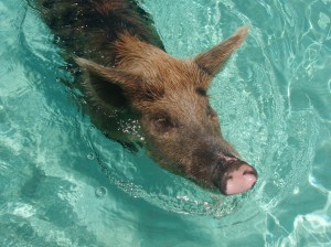 Brown Spotted Pig Swimming