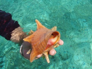 Conch Close Up
