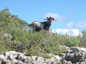 Large Goat with Horns standing in the bushes on a rocky knoll