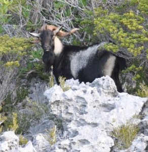Large Goat with Horns standing on a rock