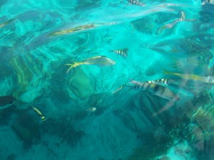 The Aquarium in the Exuma Cays Land and Sea Park
