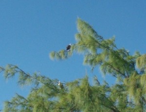 Osprey Pair in Tree
