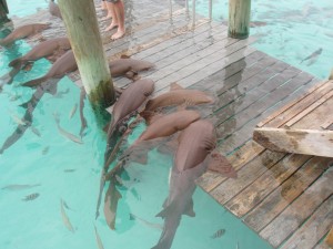 Sharks laying on edge of dock