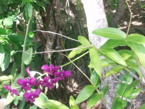 Orchid growing by side of path.