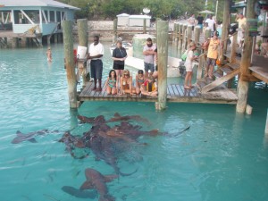 Lots of Sharks in the water with people on the dock above