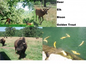 Deer, Elk, Bison, and Golden Trout seen in Dogwood Canyon