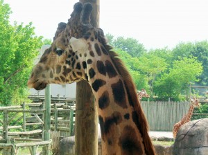 Lucy the Giraffe