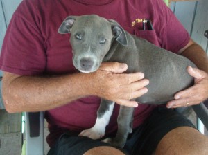 Bella - A Blue Pit Bull Puppy