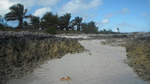 Conch shells in foreground will indicate when it is time to leave
