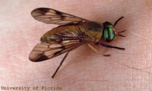 Doctor Fly is similar to a horse fly, green fly or yellow fly