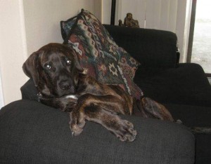 Chocolate Brown Brindle Dog on Black Couch