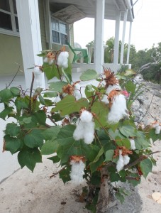 Cotton growing outside of Lodge
