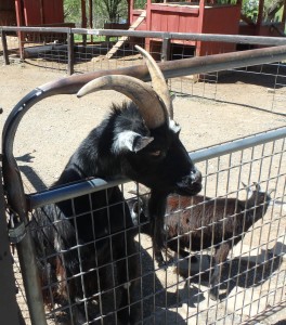 Big goat in petting area