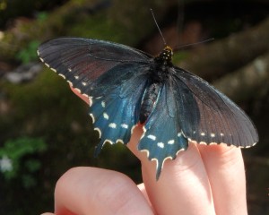 A blue butterfly