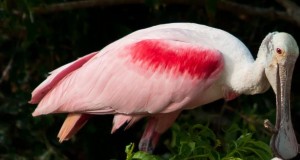 pink and white bird with a bill shaped like a spoon