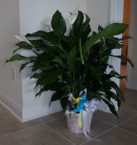Peace Lilly Plant with black, blue, yellow and white bow