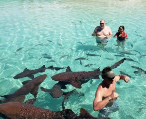 Edward with sharks and tourists 2018