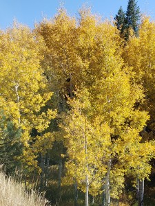 Aspen trees with bright yellow leaves