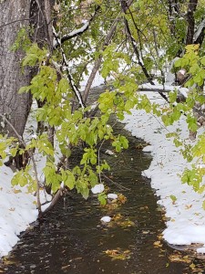 Creek with snow next to it and green leaves hanging above it