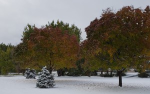 Trees with leaves turning color and snow beneath