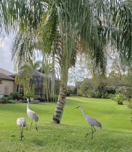 Sand Hill Cranes walking in the neighborhood