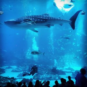 whale shark at Atlanta Aquarium