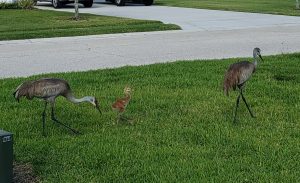 Sand hill crane family in yard