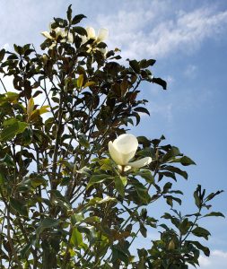 Blooms on Magnolia Tree