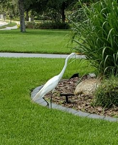 White egret in neighbor's garden