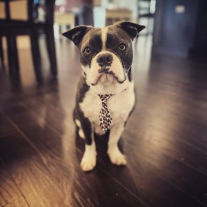 Grey and White dog wearing a tie