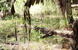 Small alligator sunning on top of fallen tree in swamp