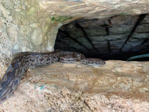 Bahamian Boa snake on rocky foundation