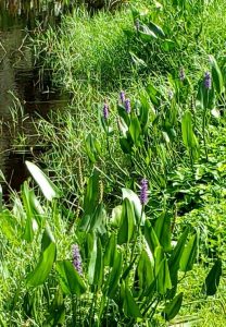 Purple flowers on water hyacinths