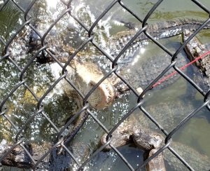 Alligators jumping up for food at end of fishing line. Looking through fence.