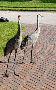 Two Sand Hill Cranes looking at camera
