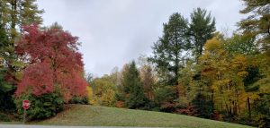 Trees with fall colors at the entrance to the Linville River Overlook