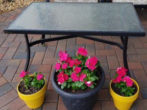 3 flower pots with pink flowers