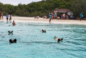 four pigs swimming away from beach
