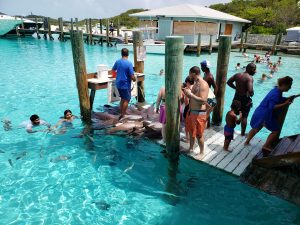 Sharks on dock and people in water 