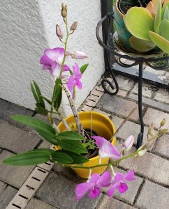lavender orchid in yellow pot
