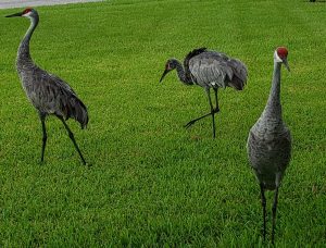 3 cranes in the yard