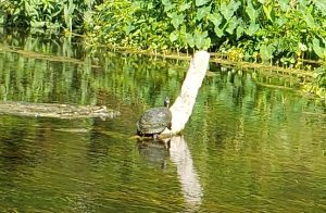 turtle on tree in the water