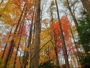 Hardwood trees near the homestead with green, orange and yellow leaves