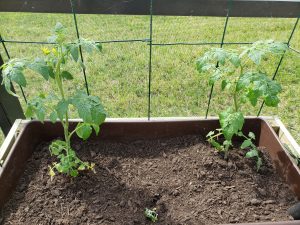 Two tomato plants with a frame to climb on