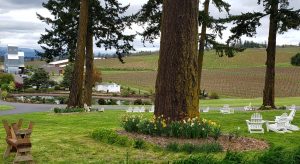 Large trees with flowers at the base and a small pond and vineyards in the background