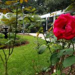 A red rose in the foreground with greenery, a fountain, and a pergola behind.