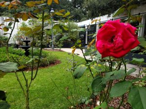 A red rose in the foreground with greenery, a fountain, and a pergola behind.